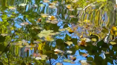 Sonbahar, sarı yapraklar suda sallanıyor, sudaki yansımalar. Sofievsky Parkı, Uman, Ukrayna
