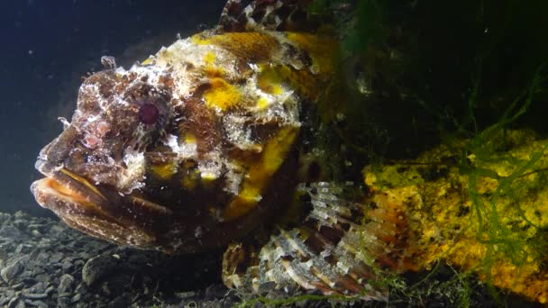 Jedovatá Nebezpečná Ryba Ryby Černého Moře Platýs Černý Scorpaena Porcus — Stock video