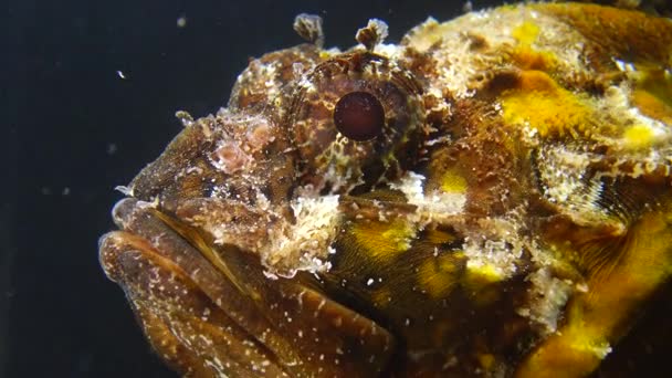 Trująca Niebezpieczna Ryba Ryby Morza Czarnego Czarne Skorpiony Scorpaena Porcus — Wideo stockowe