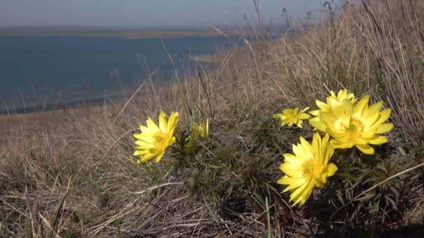 아도니 베르날 Adonis Vernalis 푸아그라의 Spring Pheasants Eye Yellow Pheasants — 비디오