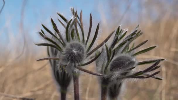 Pulsatilla Patens Species Flowering Plant Family Ranunculaceae Tiligulsky Estuary Ukraine — ストック動画