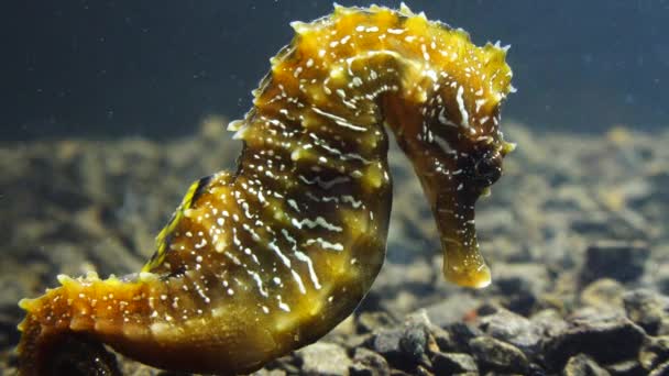 Cavalo Marinho Focinho Longo Hippocampus Hippocampus Fundo Mar Mar Negro — Vídeo de Stock