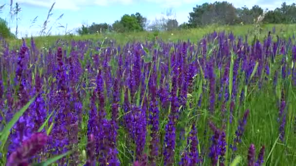 盛开的乌克兰草原 紫色的鼠尾草在野生草本植物中盛开 Salvia Pratensis 草甸或草甸鼠尾草 — 图库视频影像