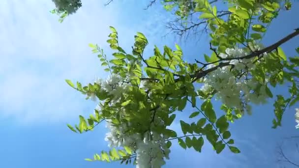 White Acacia Flowers Tree Branch — Stock Video