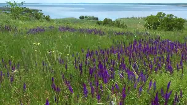 Floreciente Estepa Ucraniana Flores Salvia Púrpura Entre Hierbas Silvestres Salvia — Vídeos de Stock