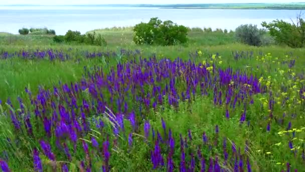 Estepa Ucraniana Florescente Flores Sálvia Roxas Entre Ervas Selvagens Salvia — Vídeo de Stock