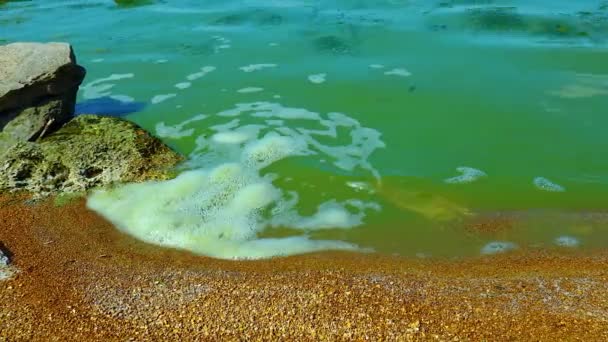 ウクライナのハディチェビスカイ リマンにある有害な藻類の花 Microcystis Aeruginosa — ストック動画