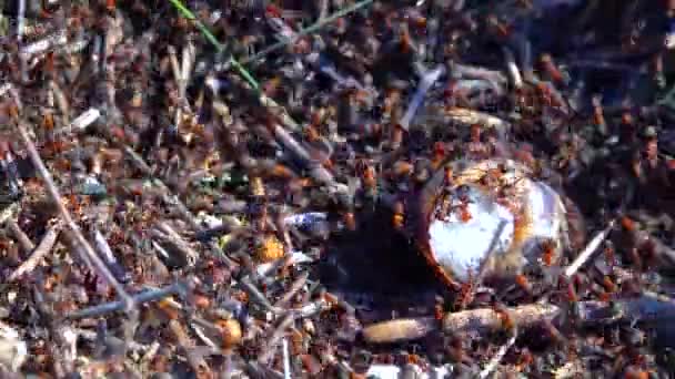 Colonia Gran Hormiga Roja Atacando Una Gran Almeja — Vídeos de Stock