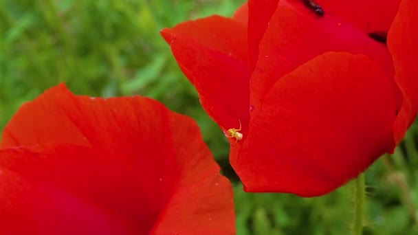 Blooming Steppe Insetos Uma Flor Papoula Vermelha Papaver Rhoeas Ucrânia — Vídeo de Stock