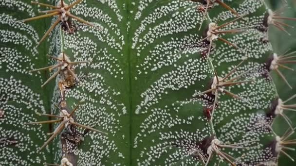 Detailní Záběr Stonek Kaktusu Astrohytum Bílé Tečky Zeleném Pozadí Rostliny — Stock video