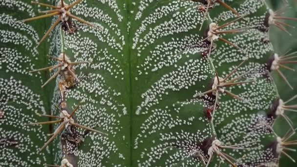 Close Talo Cacto Astrophytum Pontos Brancos Fundo Verde Planta Motorizado — Vídeo de Stock