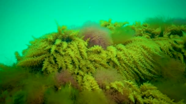 Mar Negro Hidroides Obelia Coelenteratos Macrófitas Algas Vermelhas Verdes — Vídeo de Stock