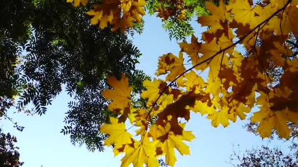 Herbst Gelbe Ahornblätter Einem Baum Laubabfall Sophia Park Uman Ukraine — Stockvideo