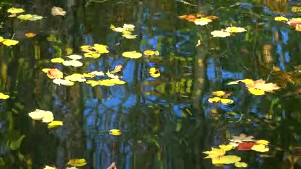 Hösten Gula Blad Svajar Vattnet Reflektioner Vattnet Sofievsky Park Uman — Stockvideo