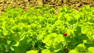 Çiçek mavisi bir mersin çiçeğinin üzerinde yiyen uğur böcekleri, geniş yapraklı glakus-spurge (Euphorbia myrsinites).