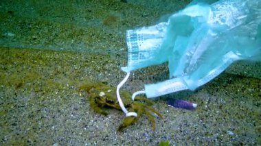 Tıbbi maskeye dolanmış büyük yengeç, plastik atıklarla dolu okyanus kirliliği, Karadeniz