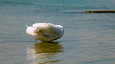 Genç dilsiz kuğu tuzlu bir haliçte tüylerini temizliyor, Ukrayna