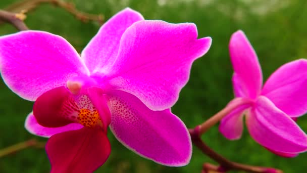 Phalaenopsis Orchidee Bloeiend Een Kas Gemotoriseerde Dolly Slider Schot — Stockvideo