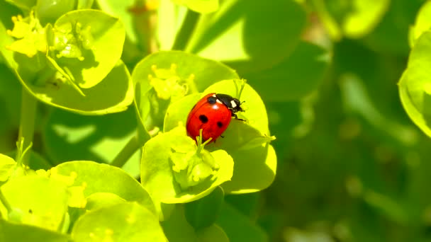 Escarabajos Mariquitas Que Comen Una Saliva Mirto Azul Flor Saliva — Vídeo de stock