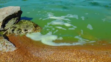 Khadzhibeyskyi Liman, Ukrayna 'da zararlı alg çiçekleri (Microcystis aeruginosa).
