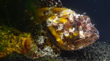 Zehirli ve tehlikeli bir balık. Karadeniz Balığı. Avrupa kara akrep balığı (Scorpaena porcus), akrep balığı. 