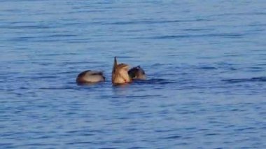 Mallard ördeği kıyıya yakın yüzer ve Karadeniz 'in dibinde yiyecek yakalar.