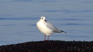 Genel martı (Larus canus), See Percival Mew Gull, Black-head martı. Ukrayna Kuşları