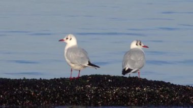 Genel martı (Larus canus), See Percival Mew Gull, Black-head martı. Ukrayna Kuşları