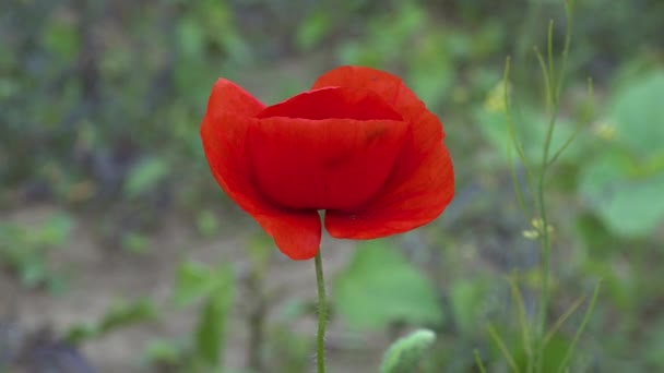 Virágzó Steppe Rovarok Egy Piros Mákvirág Papaver Rhoeas Ukrajna — Stock videók