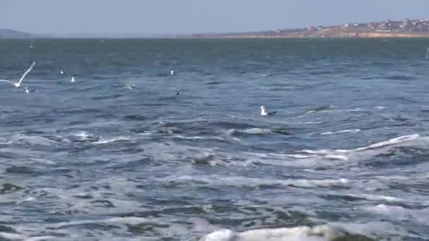 Poluição Água Água Suja Instalações Tratamento Derrama Estuário Fechado Gaivotas — Vídeo de Stock