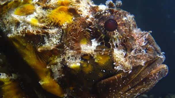 Giftige Gevaarlijke Vissen Vissen Van Zwarte Zee Zwarte Schorpioenvis Scorpaena — Stockvideo