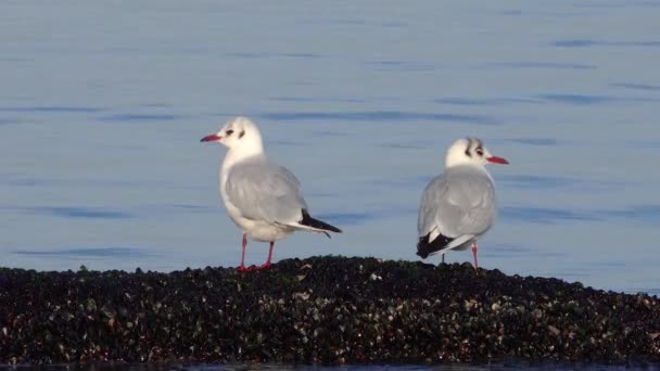 Möwe Larus Canus Möwe Percival Mew Schwarzkopfmöwe Vögel Der Ukraine — Stockvideo