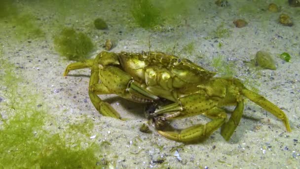 Man Van Groene Krab Carcinus Maenas Tijdens Het Paren Invasieve — Stockvideo