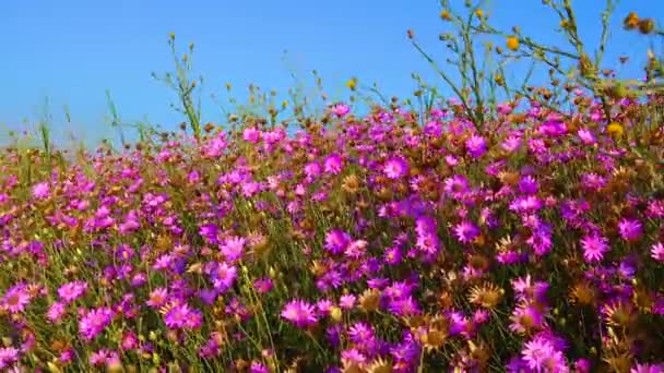 Blooming Steppe Xeranthemum Annuum Flowering Plant Species Also Known Annual — Vídeo de stock