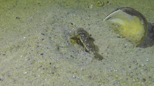 Marbled Goby Pomatoshistus Marmoratus Male Protects His Nest Shell Mussel — Stock Video