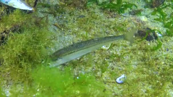 Ψάρια Της Μαύρης Θάλασσας Μυρωδιά Άμμου Της Μαύρης Θάλασσας Atherina — Αρχείο Βίντεο