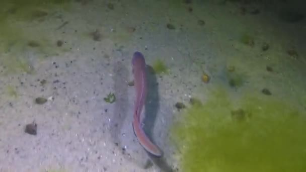 Ryby Morza Czarnego Roche Snake Blenny Ophidion Rochei Actinopterygii — Wideo stockowe