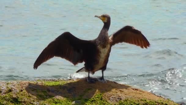 Птахи України Великий Баклант Phalacrocorax Carbo Висушує Пір Камені Чорному — стокове відео