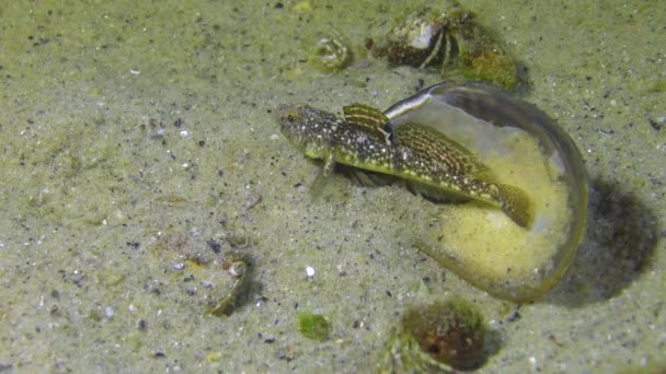 マーブルドゴビー Pomatoshistus Marmoratus 男性は オデッサ湾のシェルの下で彼の巣を保護します — ストック動画