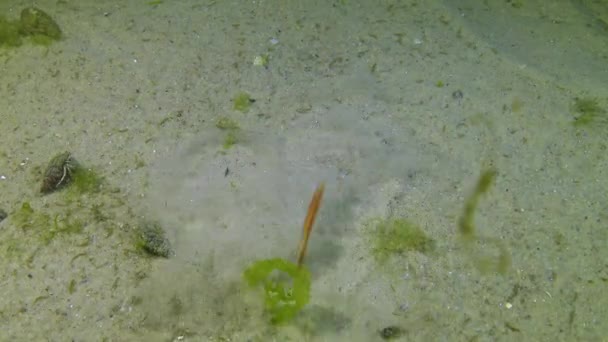 Pesce Del Mar Nero Pesce Piatto Suola Sabbia Pegusa Lascaris — Video Stock