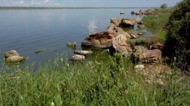 Suyun arka planında yabani haşhaş tohumları olan yeşil meyveler.
