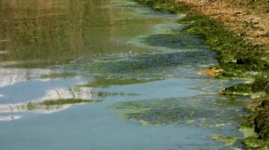 Zararlı alg çiçeği (Microcystis aeruginosa) ve Enteromorpha Ukrayna 'nın Khadzhibeyskyi Liman şehrinde.