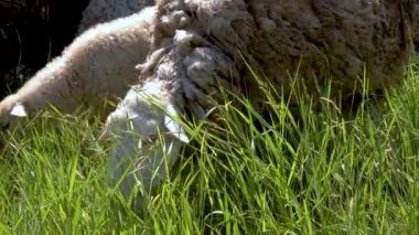 Evcil koyunlar haliçlerin yamaçlarında otlar, taze yeşil otlar yerler..