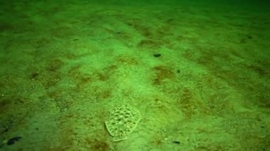 Karadeniz Balığı. Düz balık tabanı (Pegusa lascaris), kuma benzer, yavaşça yüzer ve altta yatar.