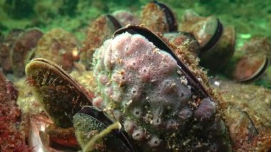 Karadeniz, Odessa Körfezi 'ndeki resiflerde pembe deniz Halichondria' yı (Spongia) süngerler.