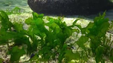 Yeşil yosun Enteromorpha bir kayanın üzerinde deniz tabanında yetişir. Yosun suyun hareketinden duyulabilir. Karadeniz