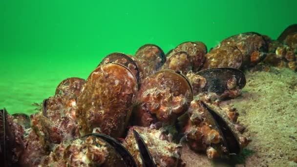 Pequeño Crustáceo Balanus Alimenta Plancton Mejillón Mediterráneo Mytilus Galloprovincialis Mar — Vídeos de Stock