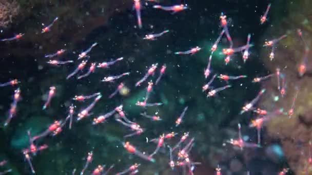 小規模な甲殻類Mysida Peracarida 黒海の間の水の列に群生 — ストック動画