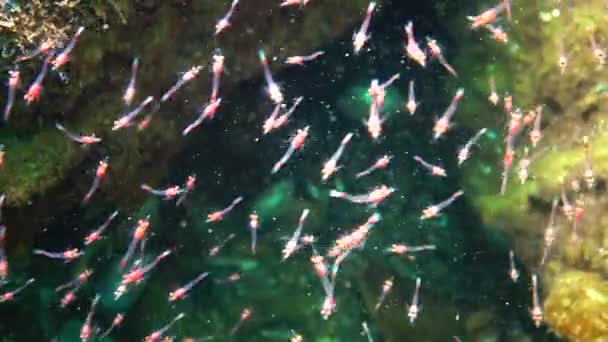 Small Crustaceans Mysida Peracarida Swarm Water Column Stones Black Sea — Stock Video