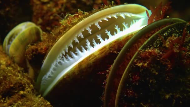 Mittelmeermuschel Mytilus Galloprovincialis Massenansiedlung Mittlerer Schuss Schwarzes Meer — Stockvideo